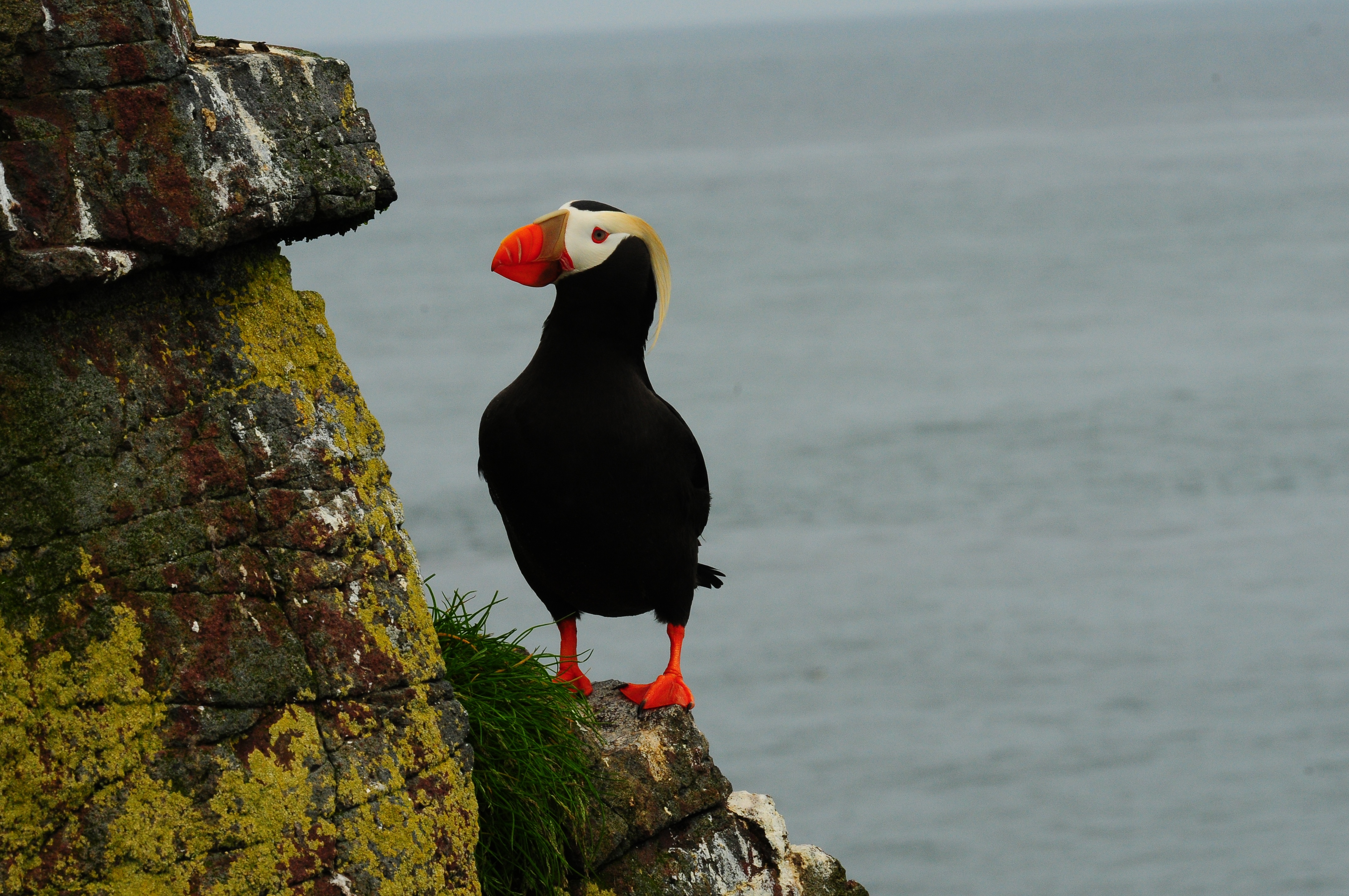Tufted Puffin