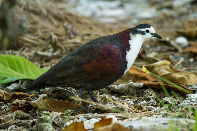 A Critically Endangered male Polynesian Ground-dove The local name for_20067407306_m