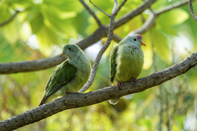 A pair of native Atoll Fruit-doves_19471056134_m