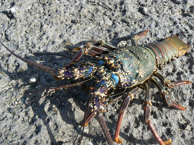 The marine environment and inhabitants, like this Spiny Lobster, will_18623534156_m