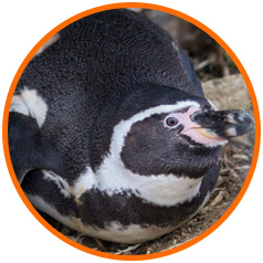 Island Conservation Choros Island Chile Island Conservation - 