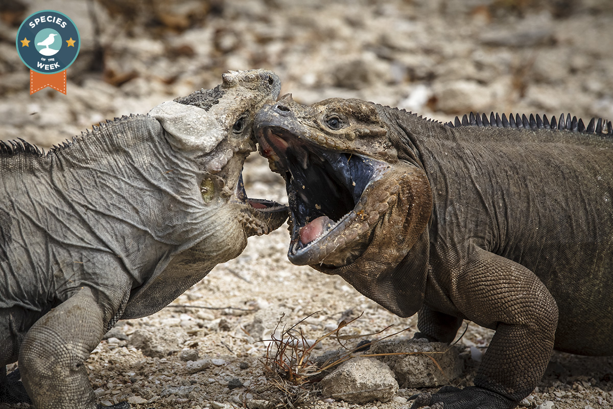 The Rhinoceros Iguana Our Species Of The Week Island Conservation