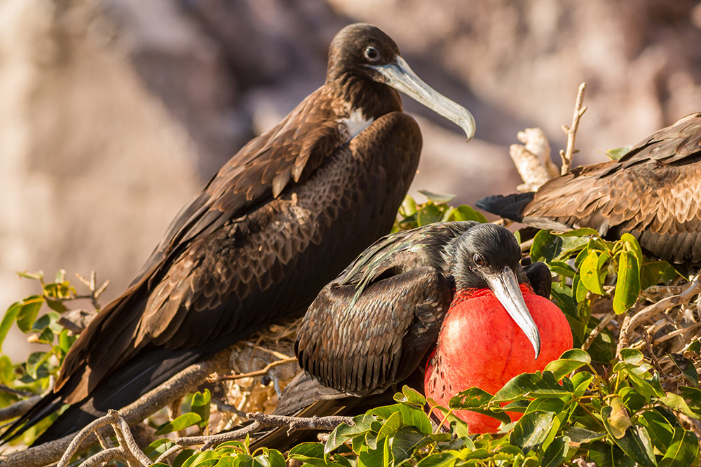 Magnificent frigatebirds at nest. Credit: Ed Marshall
