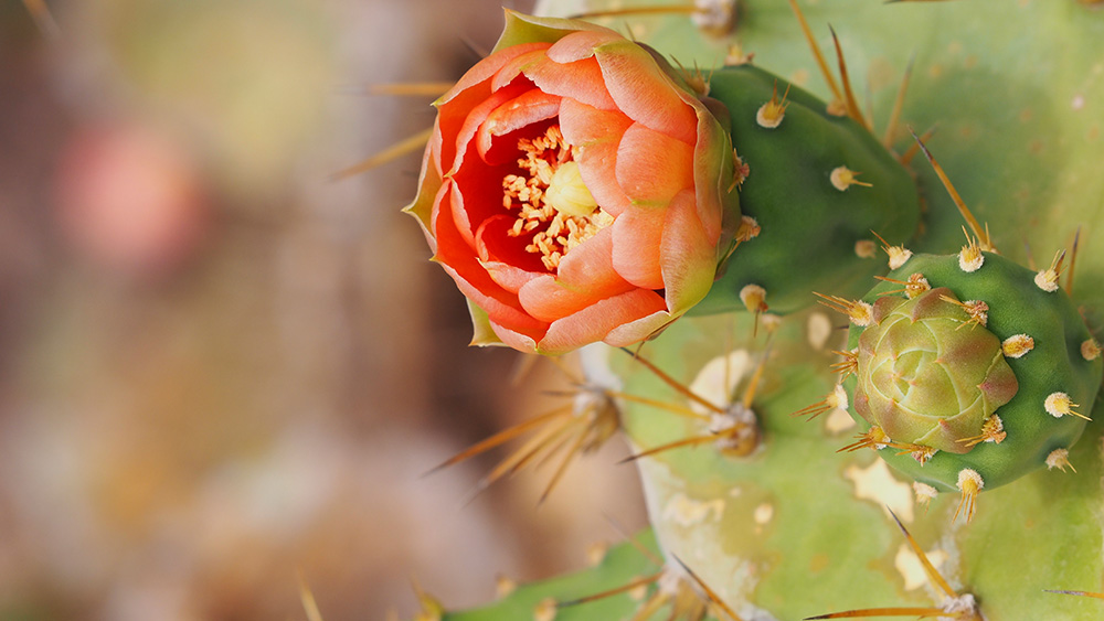 Flowering Prickly Pear Cactus on Redonda. Credit: Salina Janzan_FFI