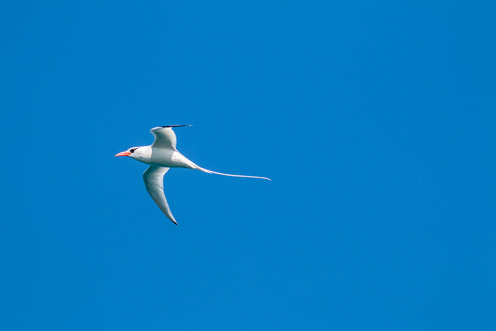 Red-billed tropicbird. Credit: Ed Marshall