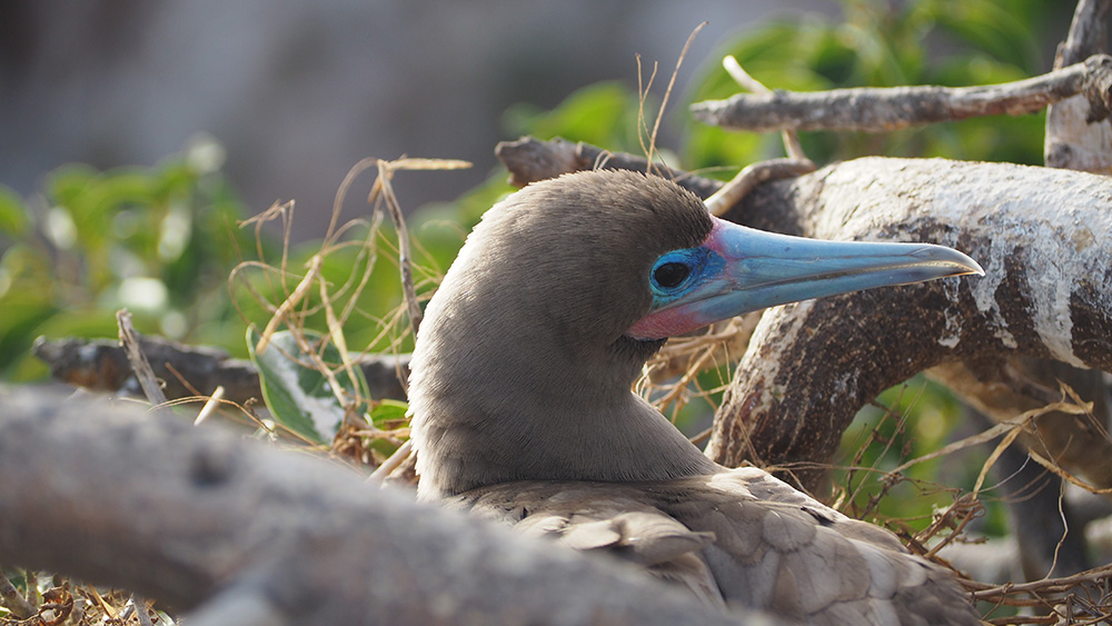 Red Footed Booby nesting in Ficus Tree close-up. Credit: Salina Janzan_FFI