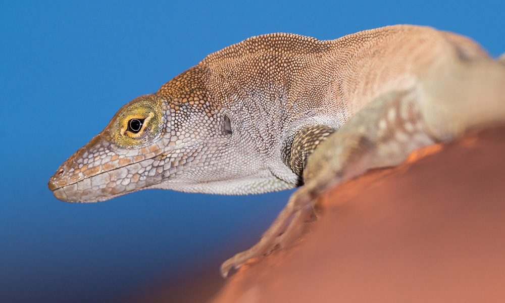 Redonda tree lizard. Credit: Ed Marshall