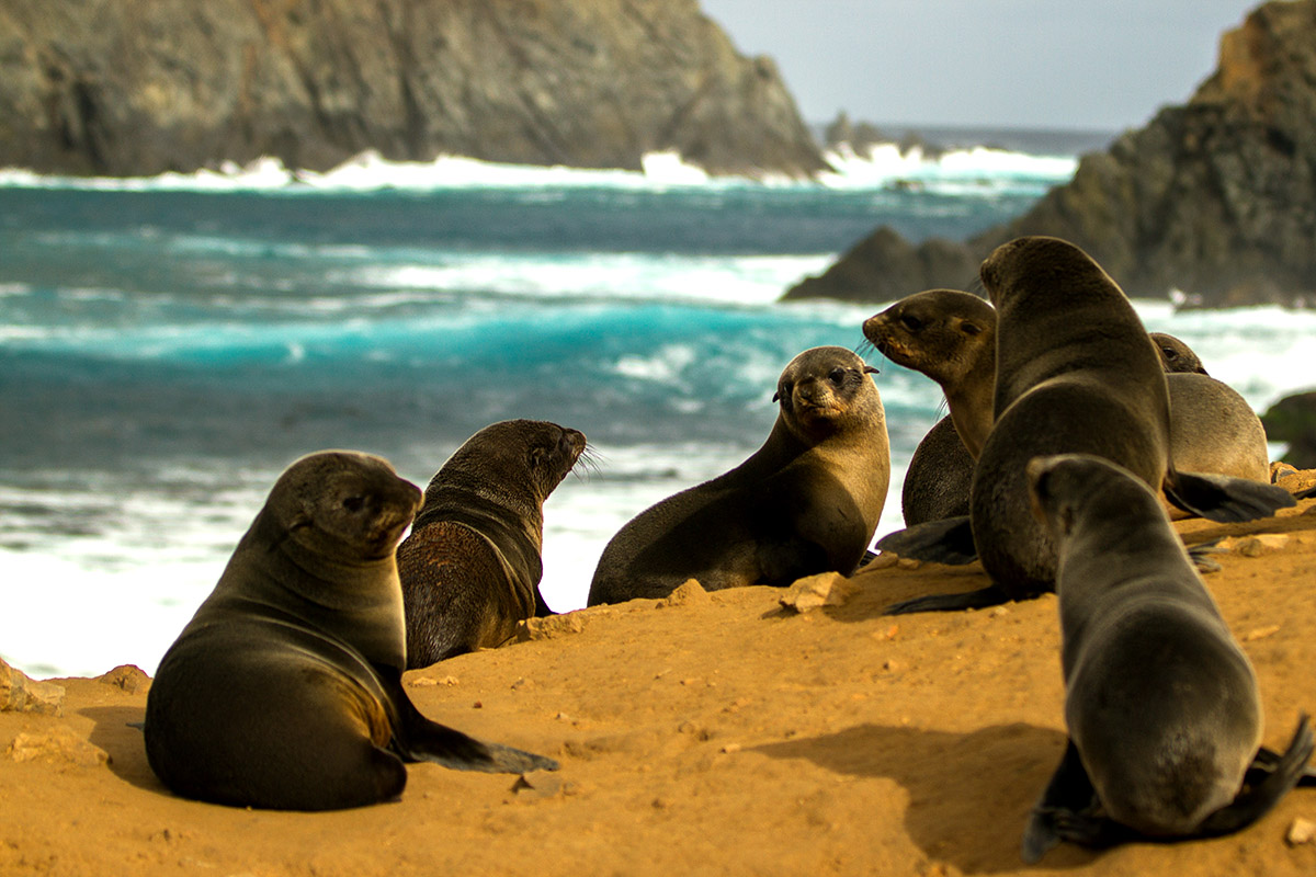 island conservation science desventuradas chile