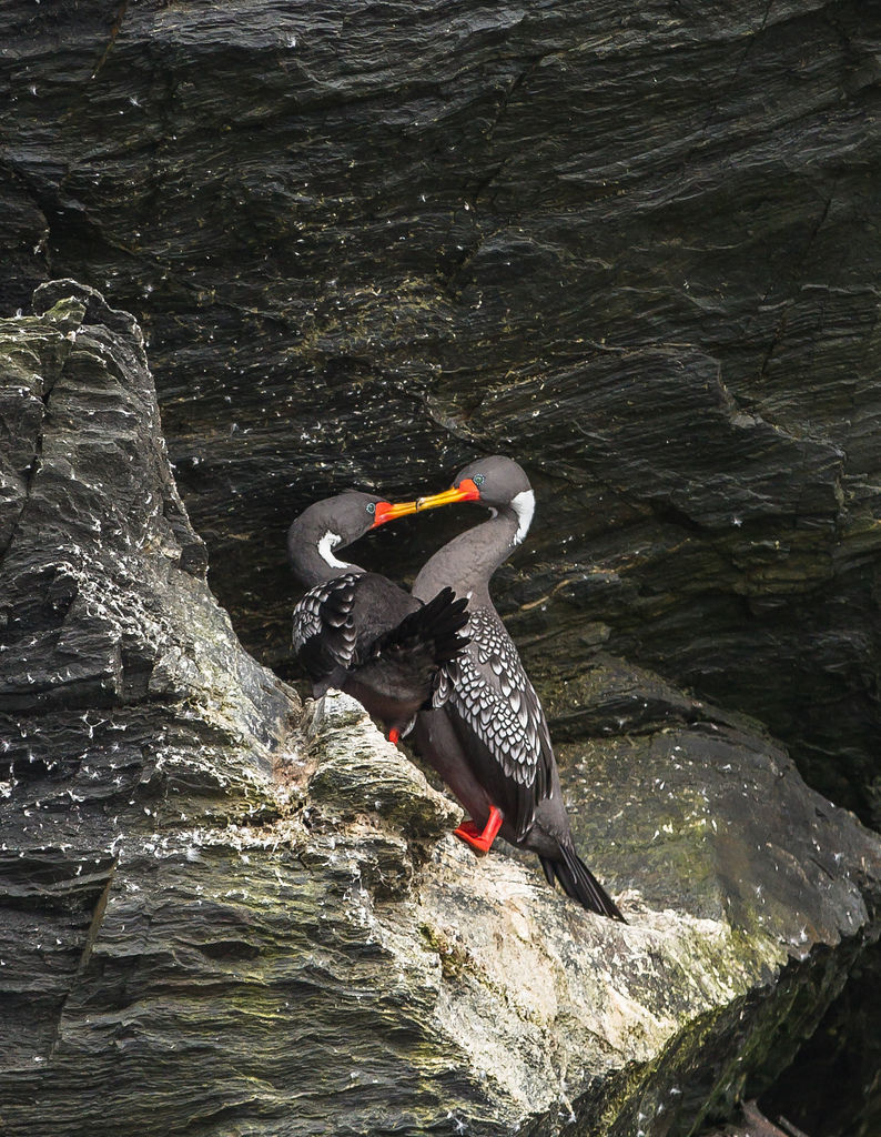 island-conservation-science-choros-island-chile- (10)