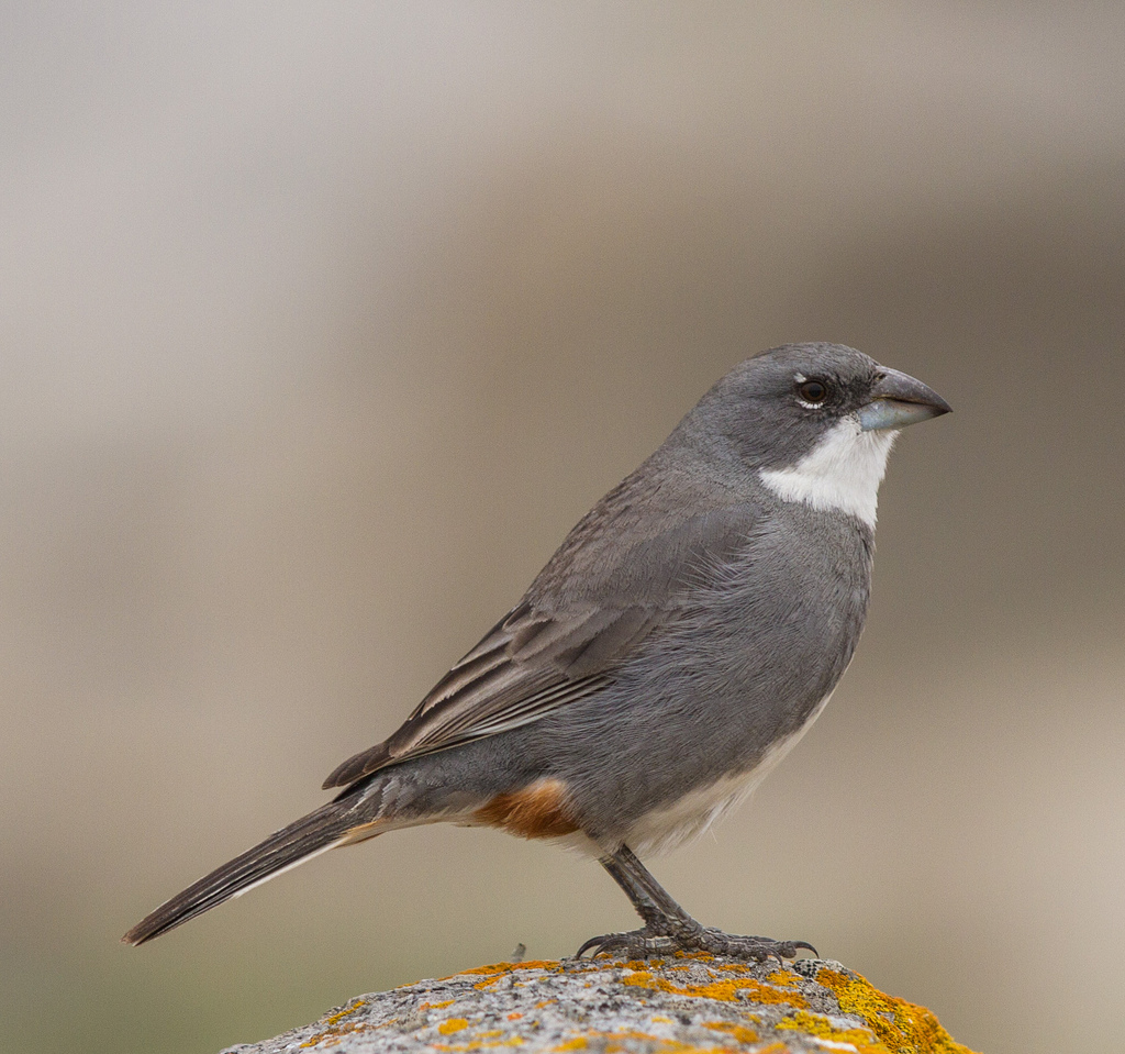 island-conservation-science-choros-island-chile- (23)