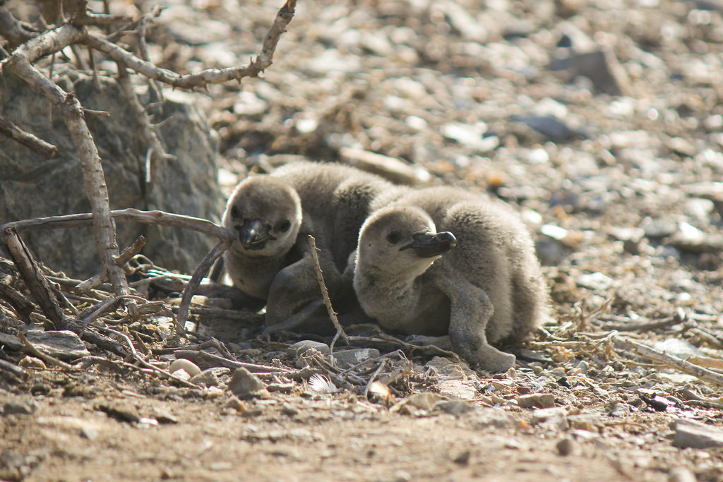island-conservation-science-choros-island-chile- (27)