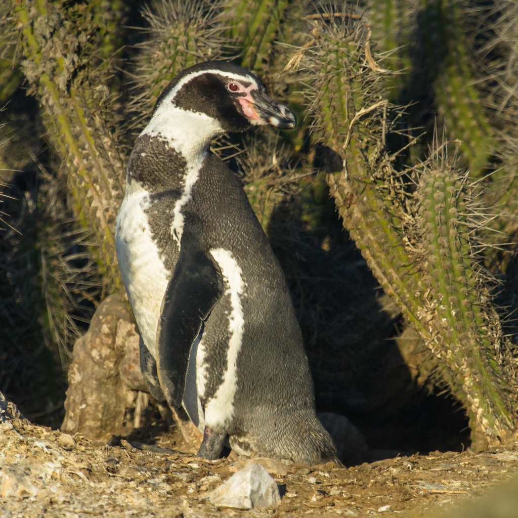 island-conservation-science-choros-island-chile- (7)