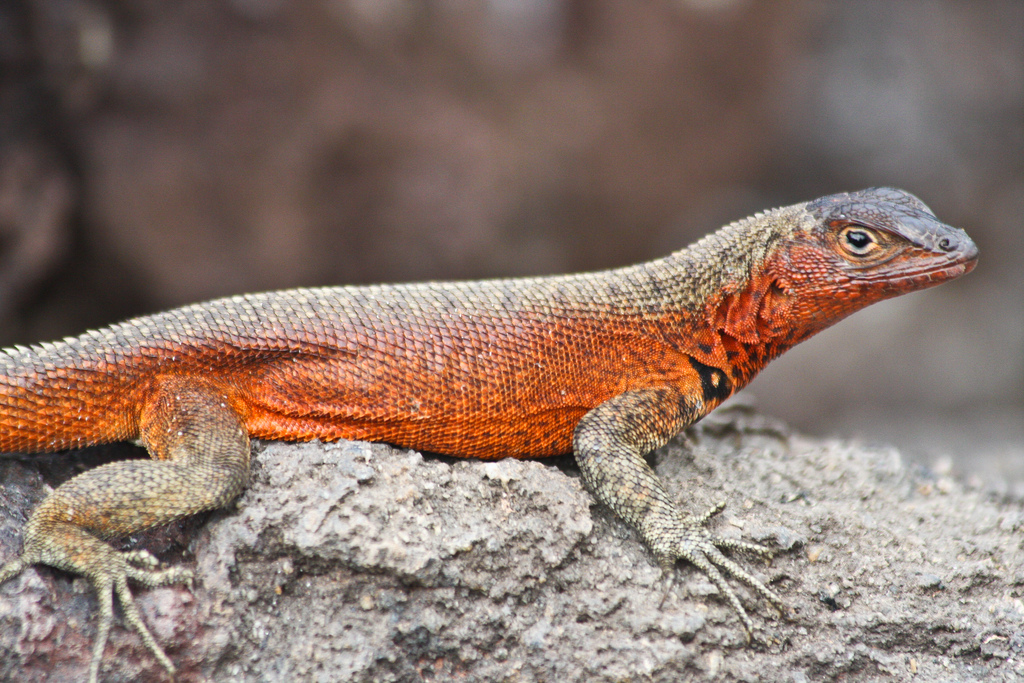 island-conservation-science-galapagos-pinzon-ecuador- (15)