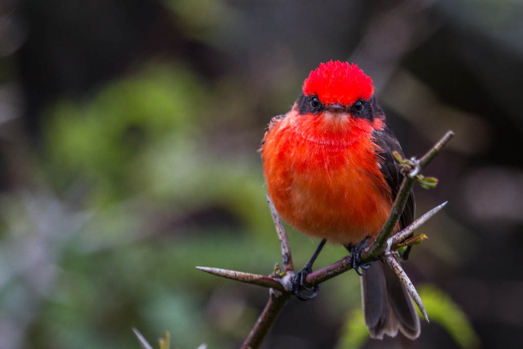 island-conservation-science-galapagos-pinzon-ecuador- (2)