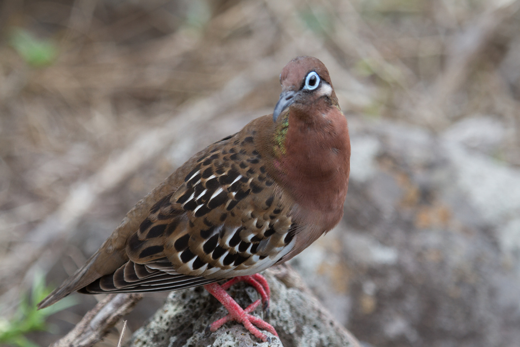 island-conservation-science-galapagos-pinzon-ecuador- (3)