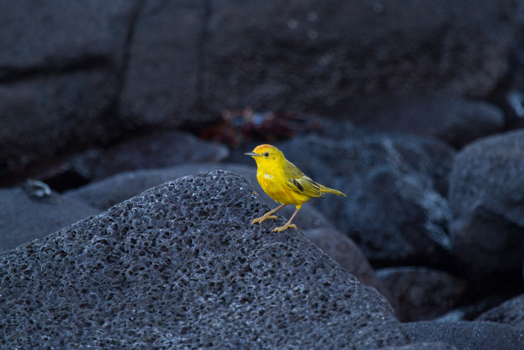 island-conservation-science-galapagos-pinzon-ecuador- (5)
