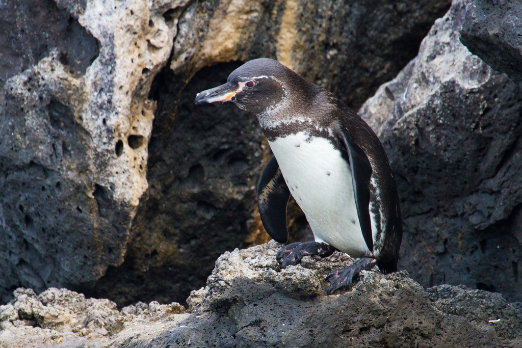 island-conservation-science-galapagos-pinzon-ecuador- (7)