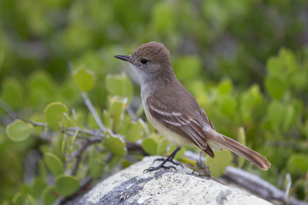 island-conservation-science-galapagos-pinzon-ecuador- (8)