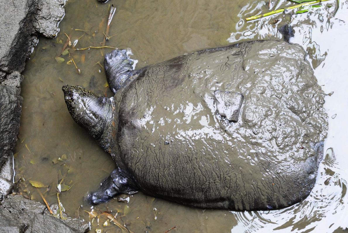 Famous Giant Turtle Dies–Only Three Left on Earth