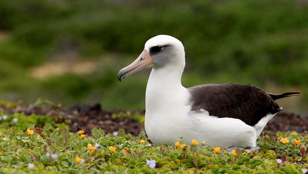 Island Conservation Invasive Species Laysan Albatross Eggs Nest