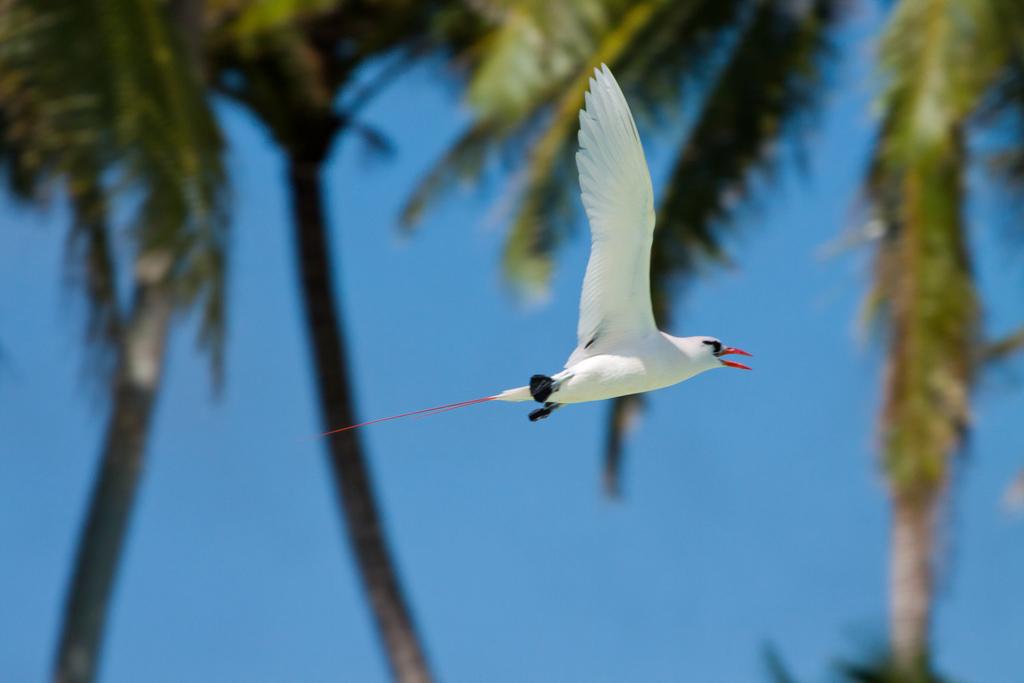 Island-Conservation-Science-Red-tailed-Tropicbird Palmyra Atoll -Dateline-NBC