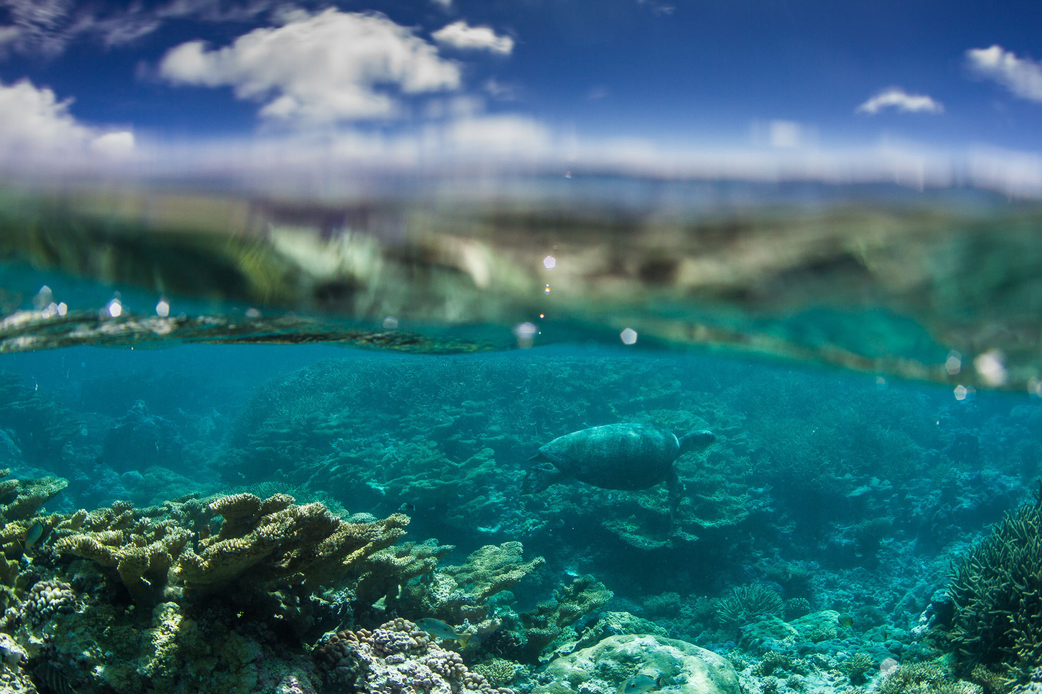 Island-Conservation-Science-Sea-Turtle- Palmyra Atoll -Dateline-NBC