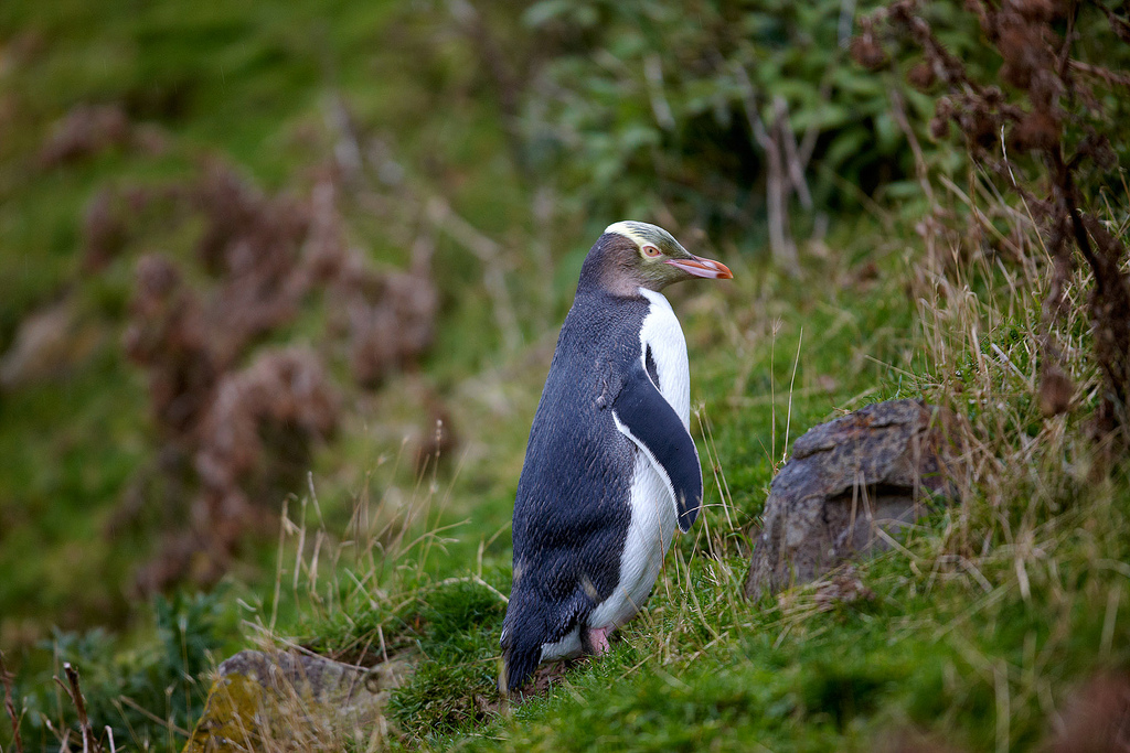 Island Conservation yellow-eyed penguin