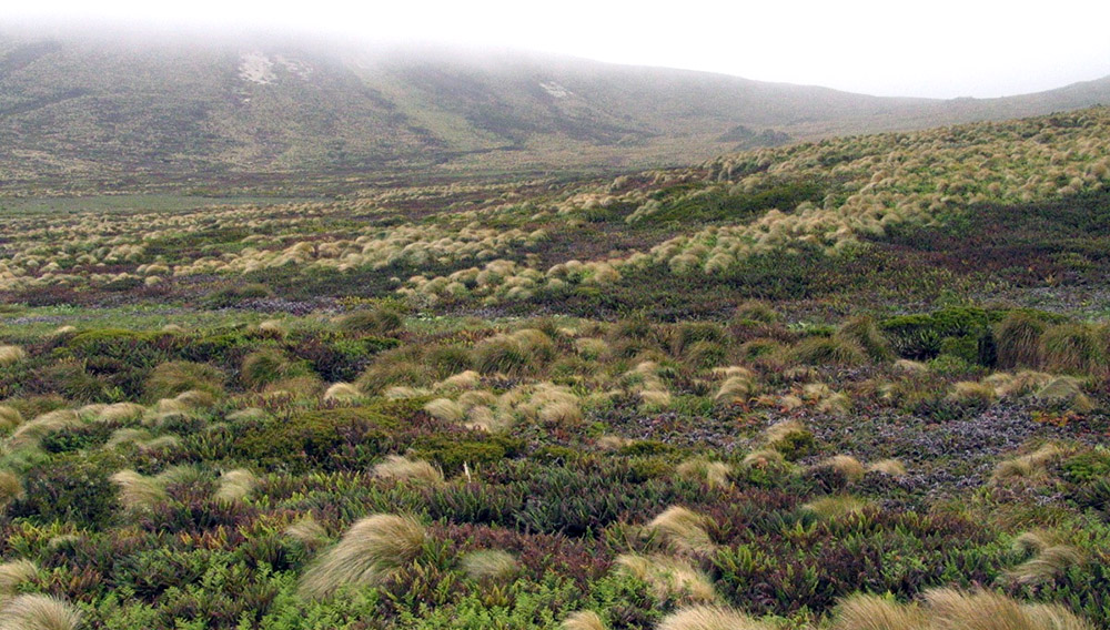 Island Conservation million dollar mouse, antipodes islands jose luis herrera new zealand grass