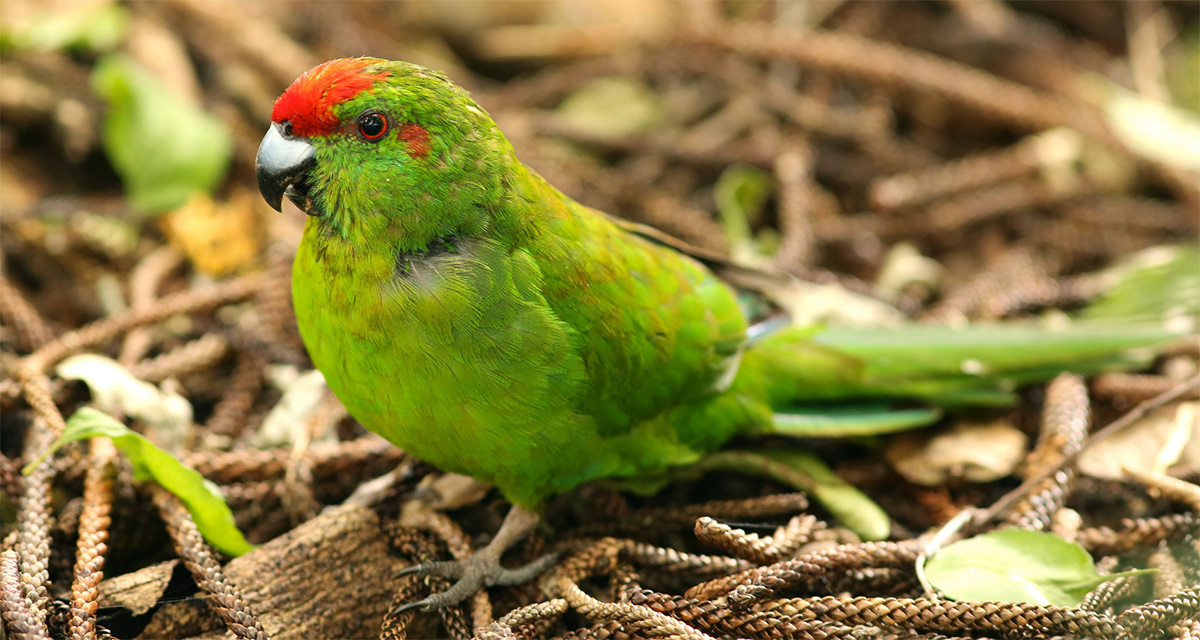 The vulnerable Antipodes parakeet (Cyanoramphus unicolor)