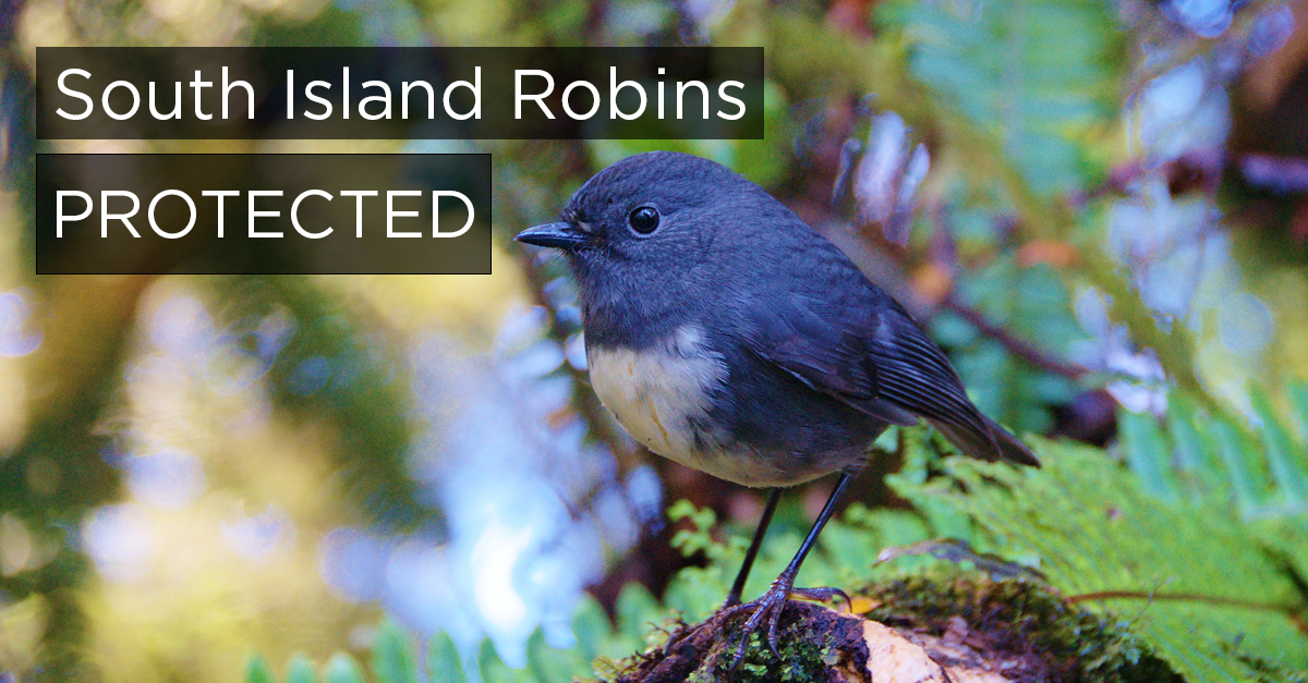 Island Conservation South Island Robins Thrive on Predator-free Island ...