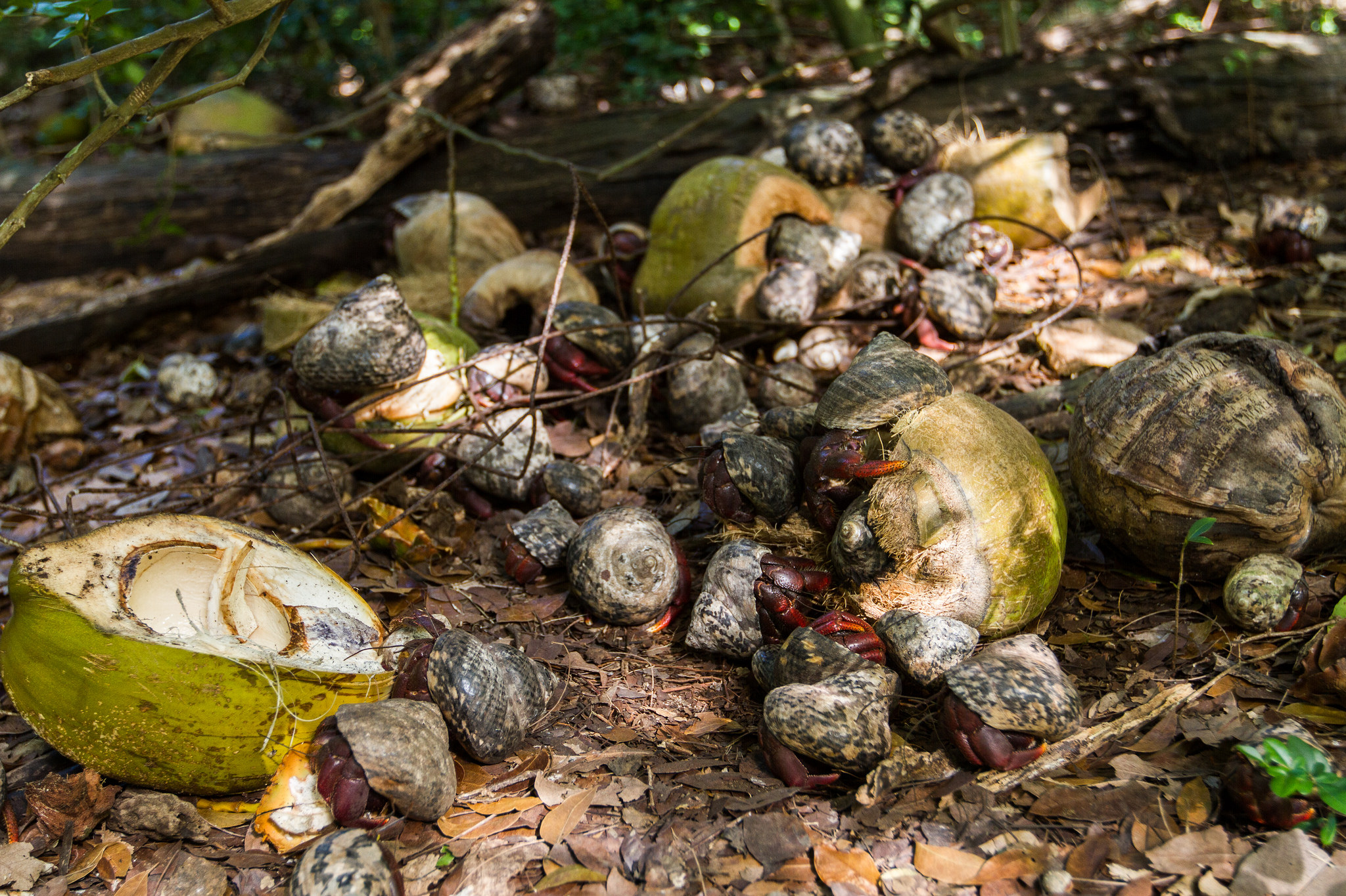 Island Conservation Hermit Crabs