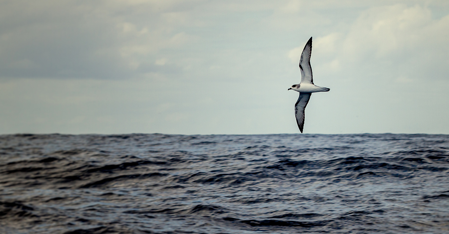 Island Conservation science petrel chile alejandro selkirk
