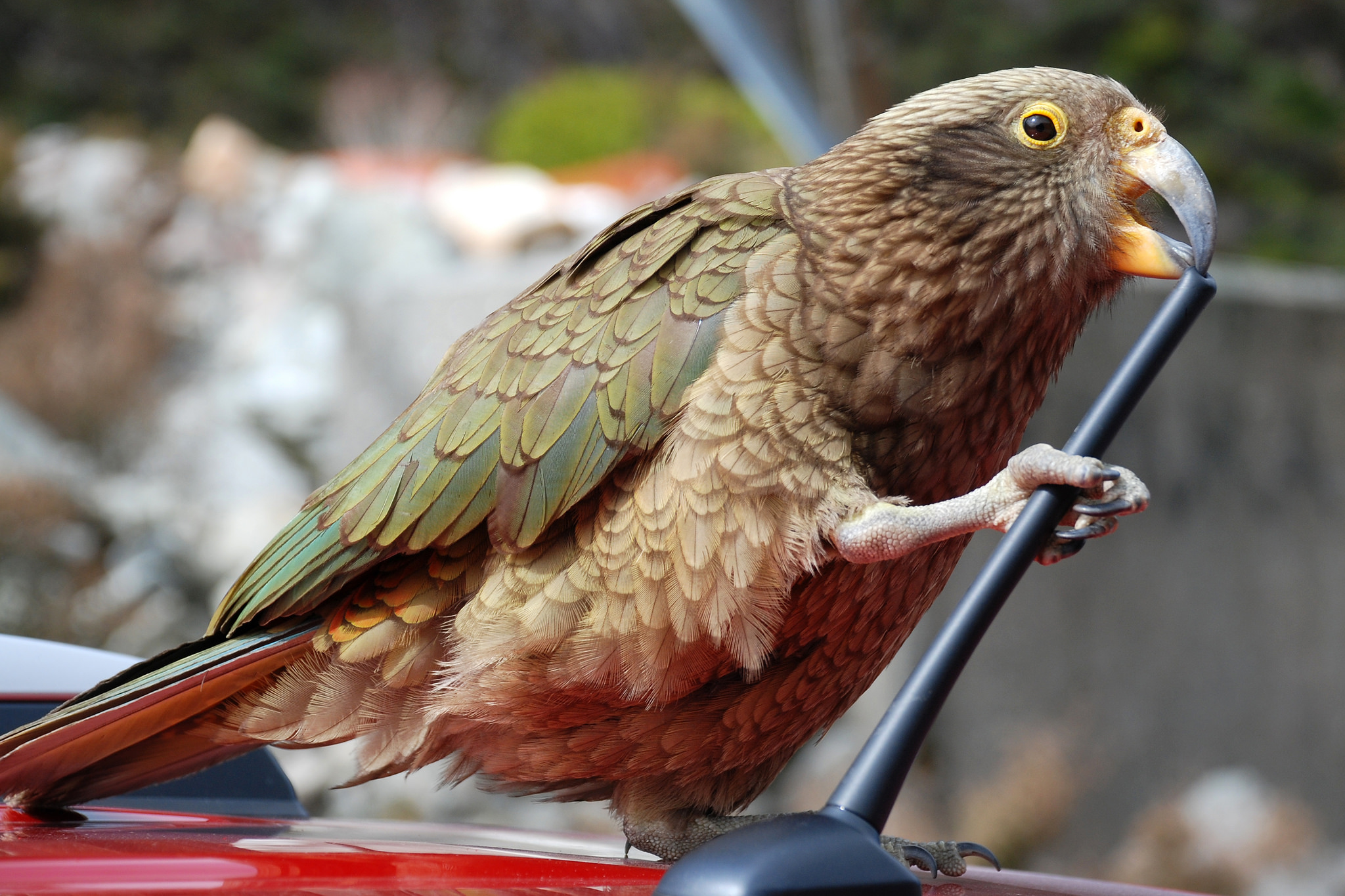 alpine parrot new zealand - new zealand kea bird