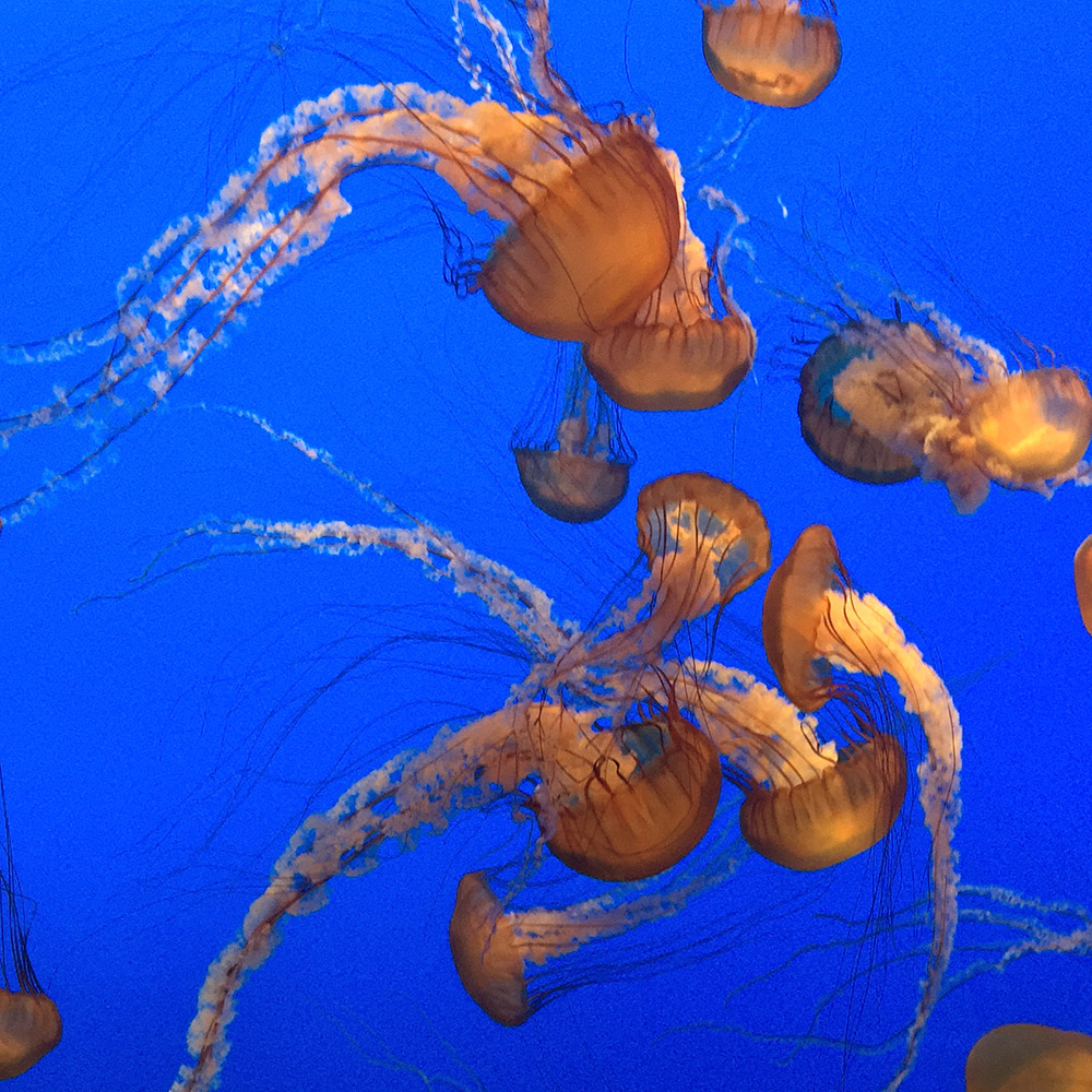 Island Conservation science monterey bay aquarium heath packard