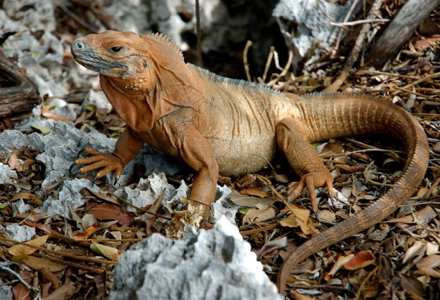 Cyclura collei island conservation cielo figuerola