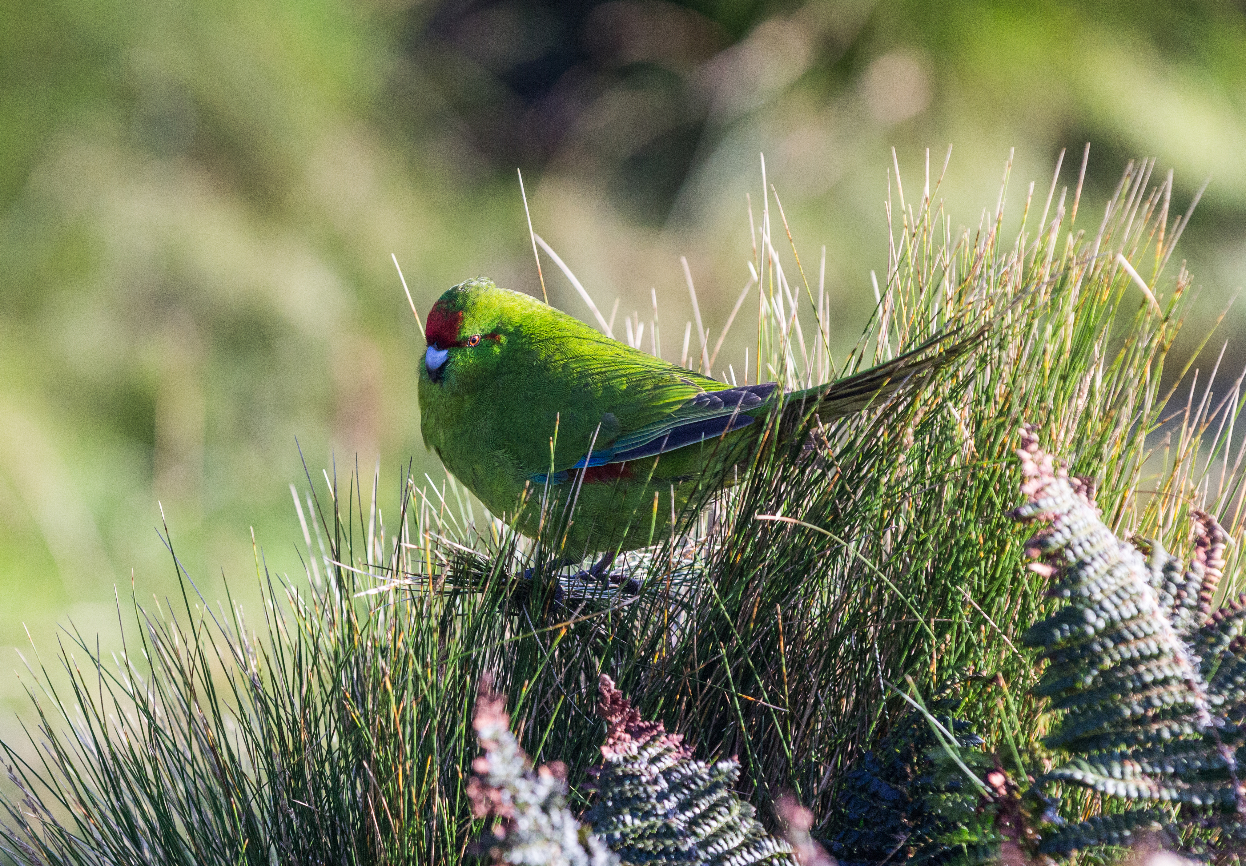 island-conservation-preventing-extinctions-antipodes-parakeet