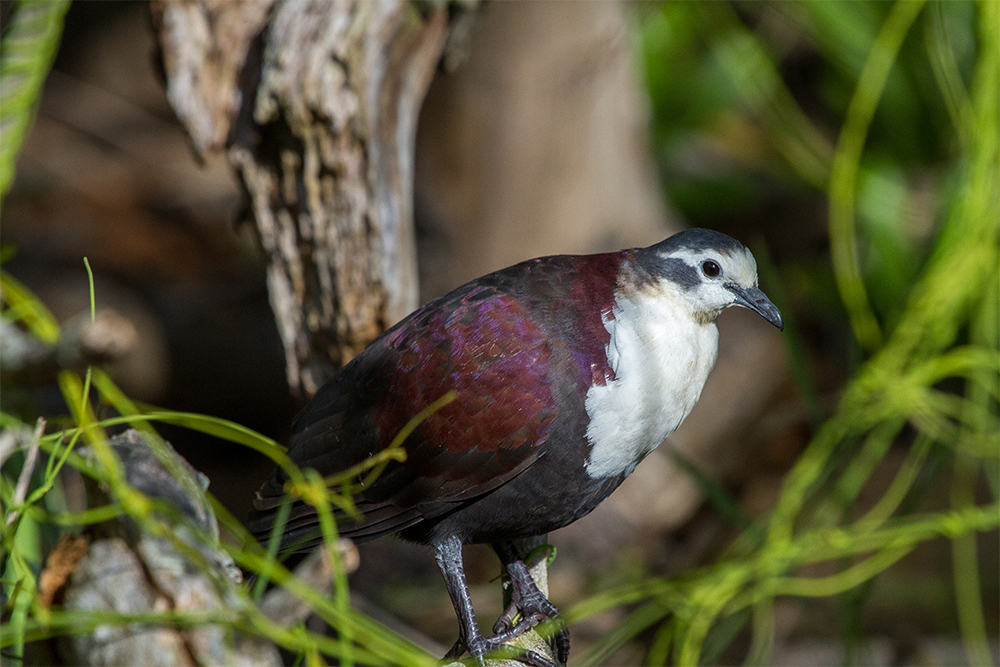 island-conservation-preventing-extinctions-tutururu