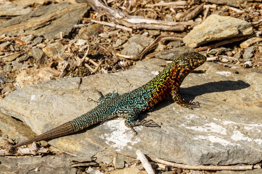 island conservation choros lizard