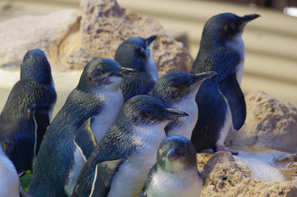 island conservation science little penguins