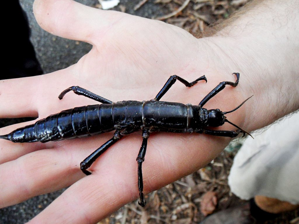 island conservation stick insect lord howe