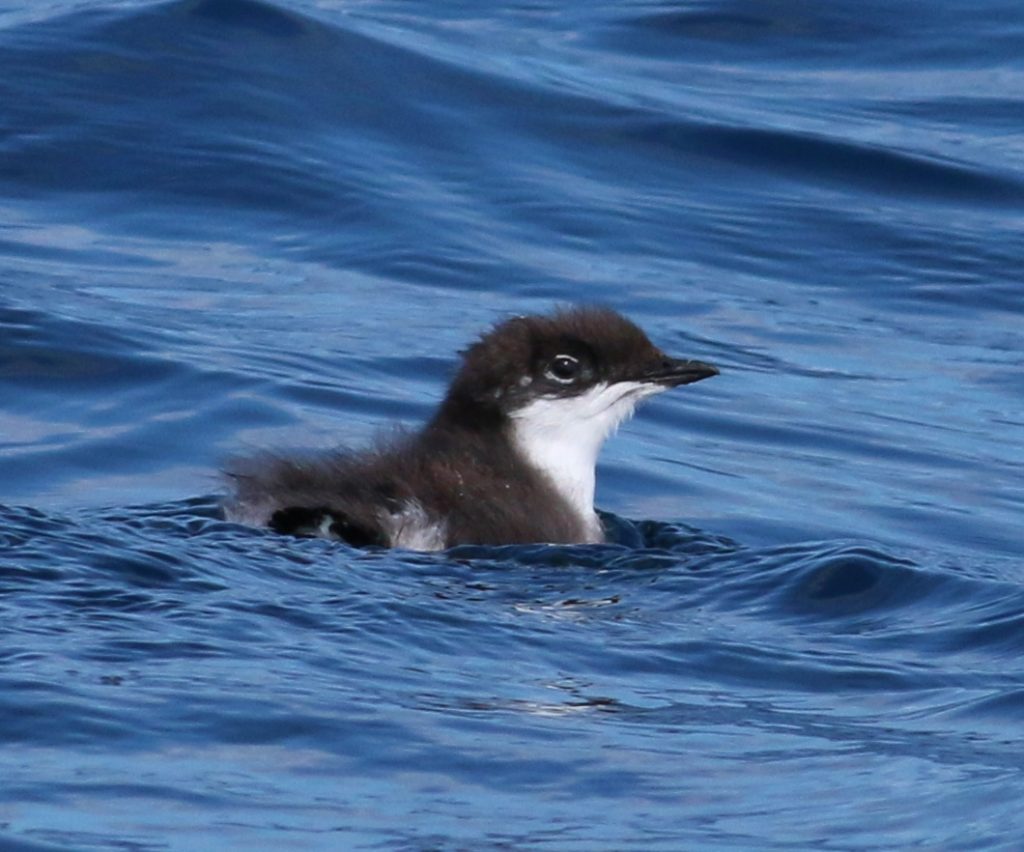 island conservation scripps's murrelet