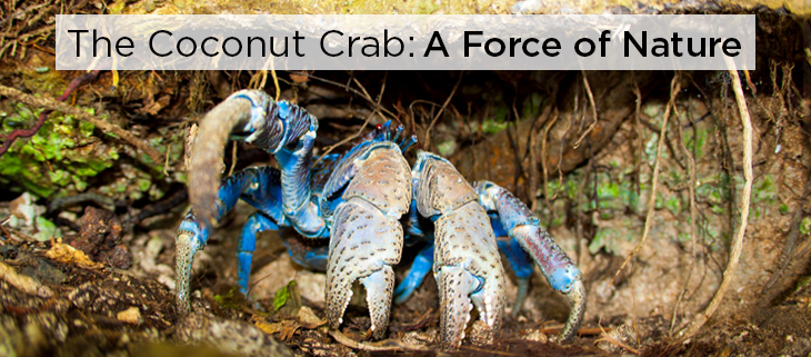 Island Conservation The Coconut Crab: A Force of Nature - Island  Conservation