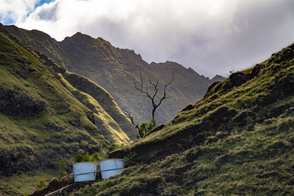 island conservation alejandro selkirk island