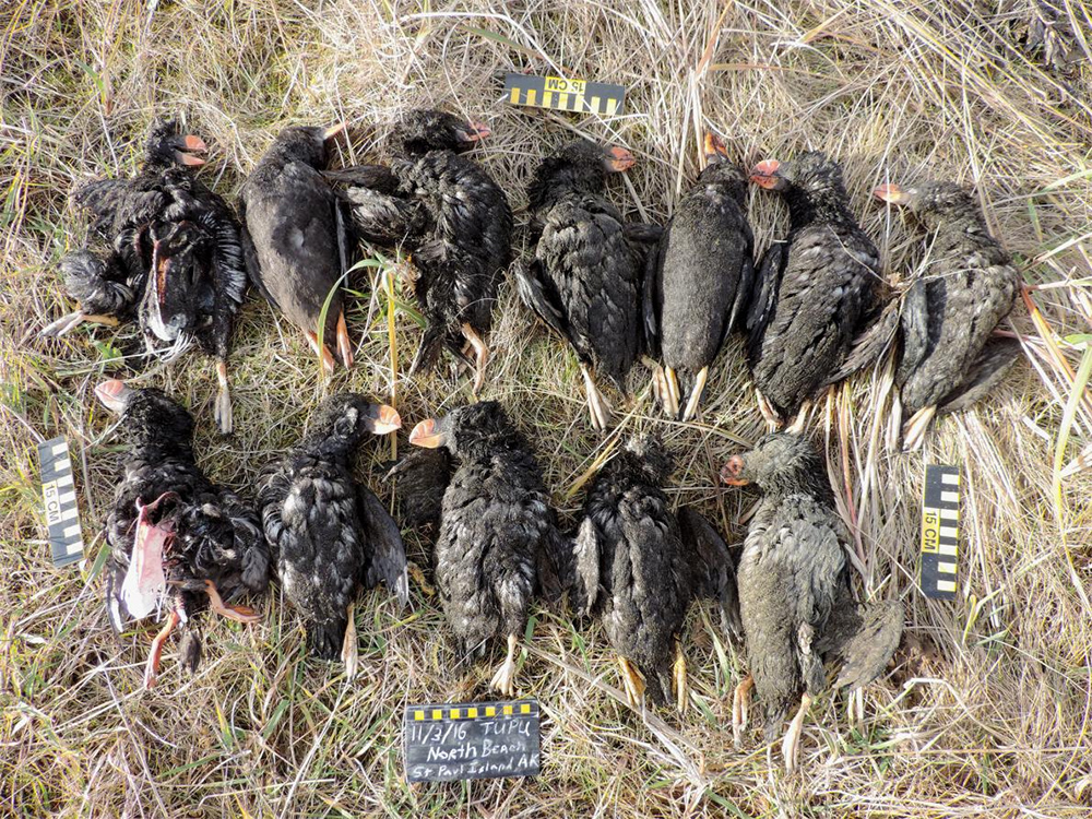 island conservation tufted puffin die-off
