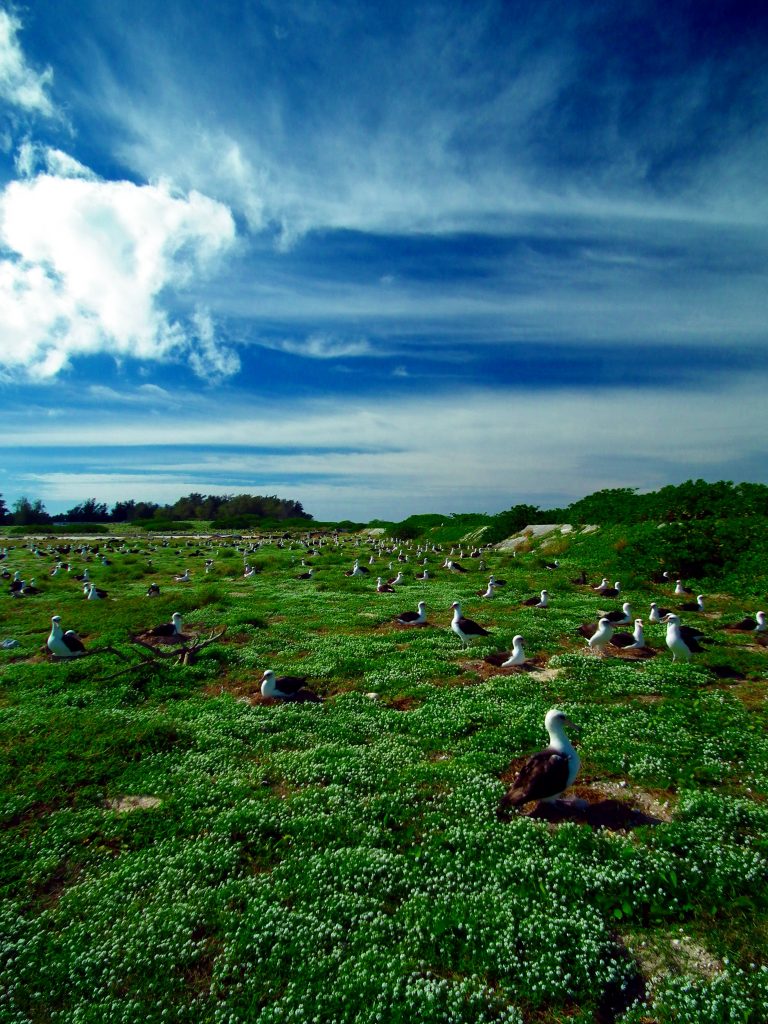 island conservation midway