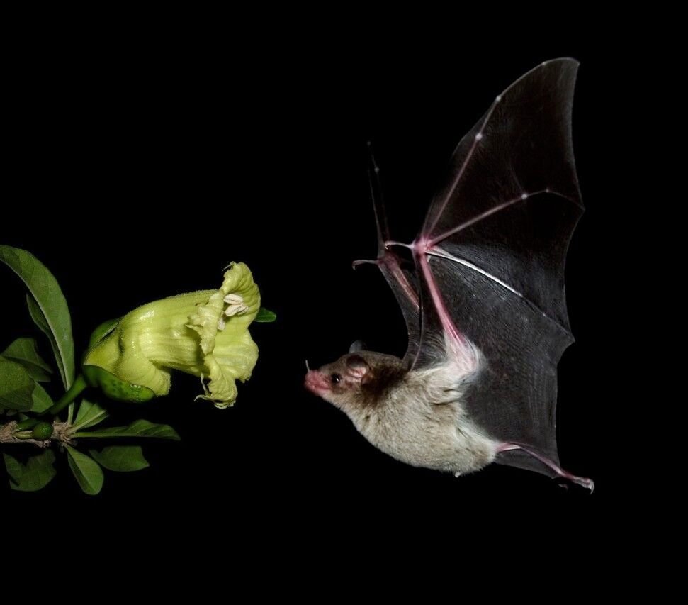 island conservation bat flower