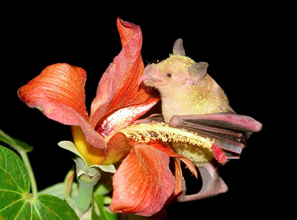 island conservation preventing extinctions bat pollen