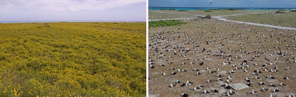 island conservation preventing extinctions midway albatross and alyssum