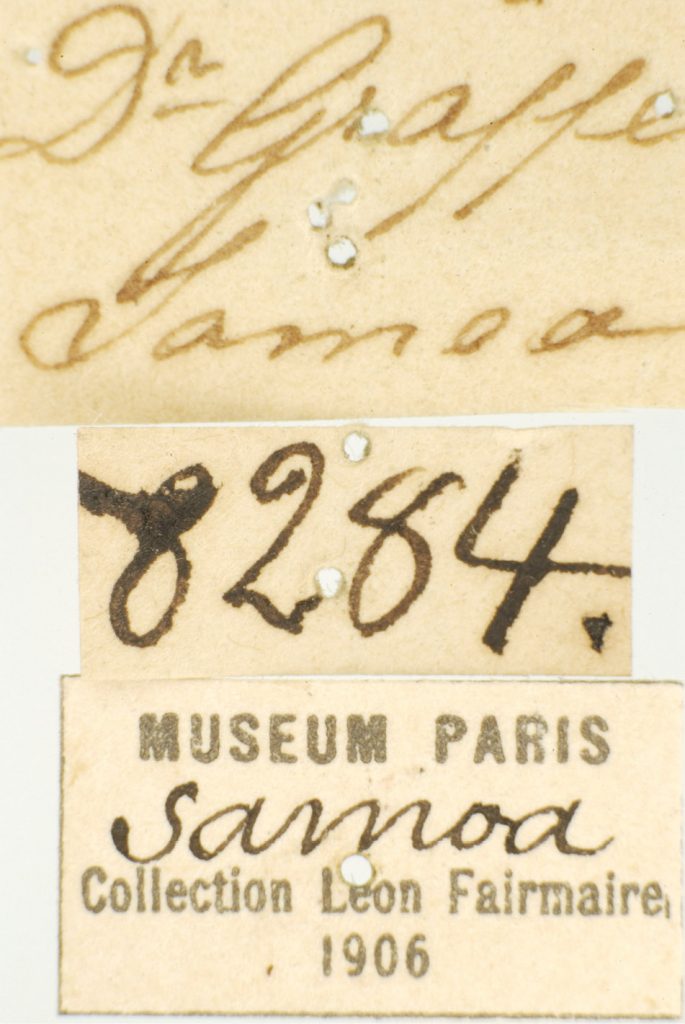 island conservation extinct beetle new species labels