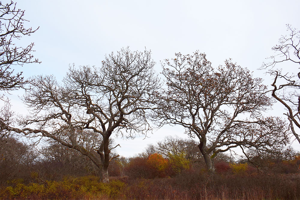 island conservation squirrels threaten garry oak ecosystem